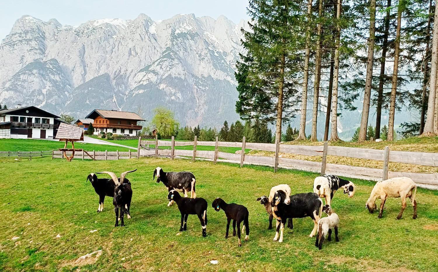 Mountain Residence Riesgut Верфен Екстериор снимка